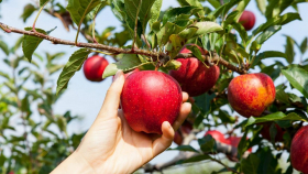 Швейцарские учёные предложили ноу-хау для фруктовых деревьев